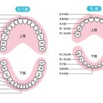 歯の名前