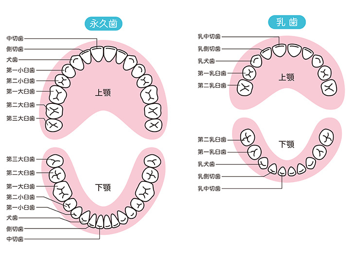 歯の名前